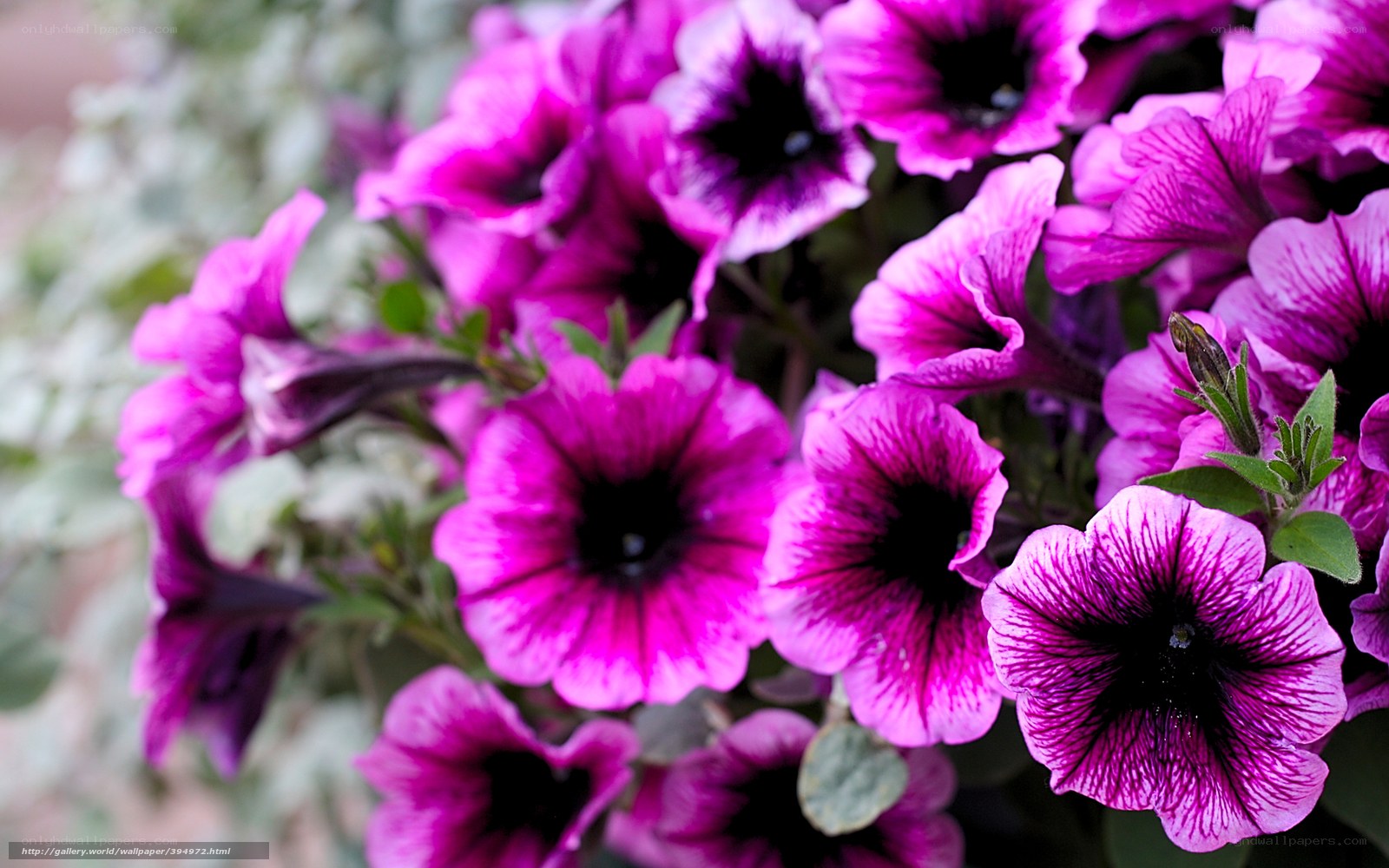 Purple petunia flowers