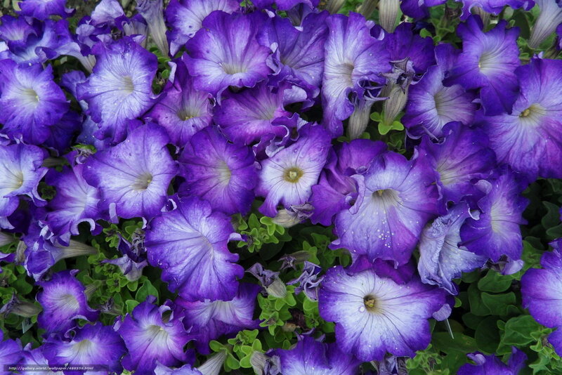 Purple petunia flowers