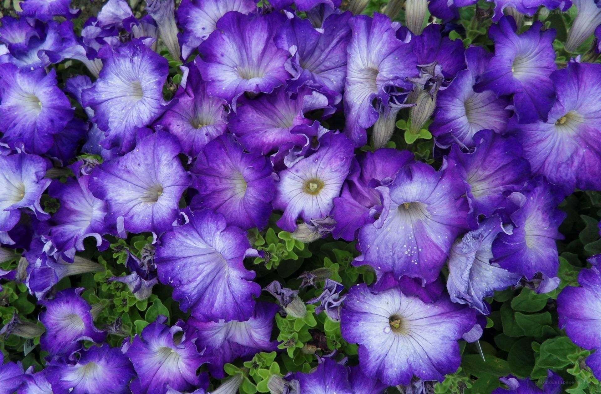 Purple petunia flowers