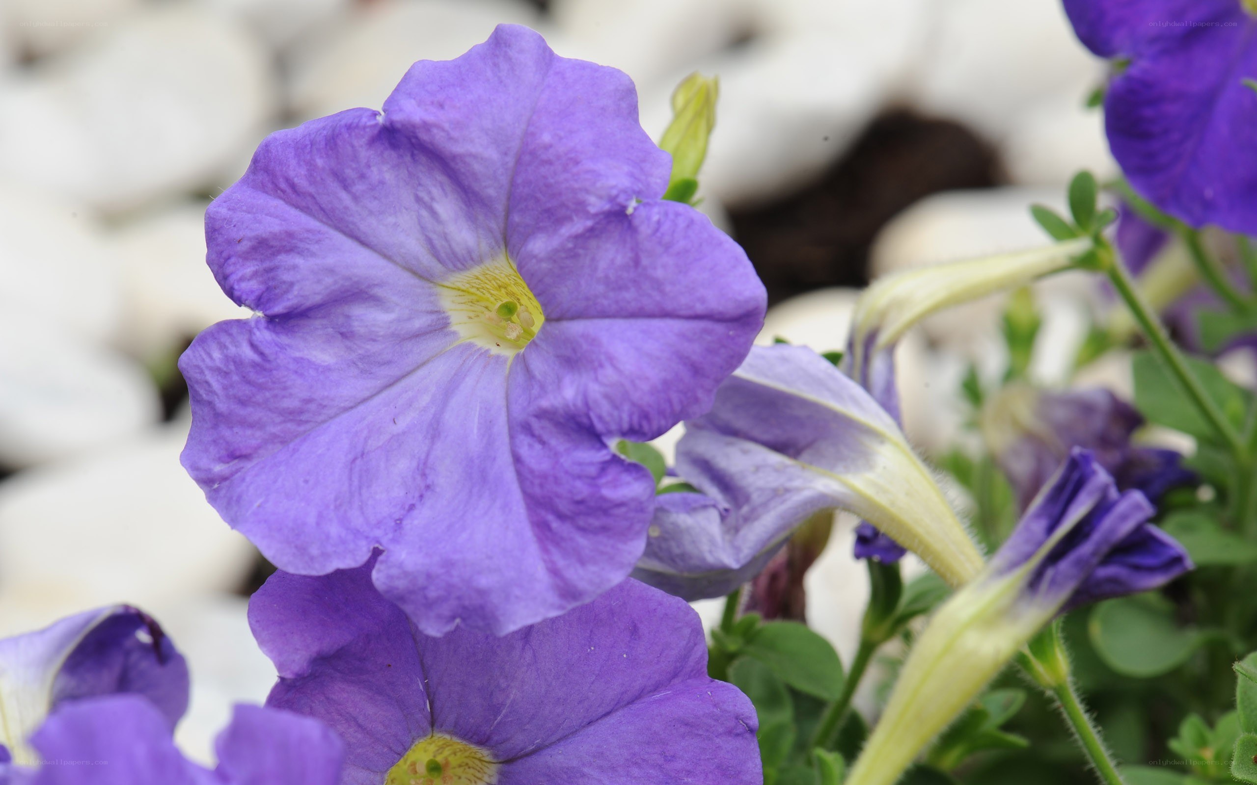 purple petunia flowers