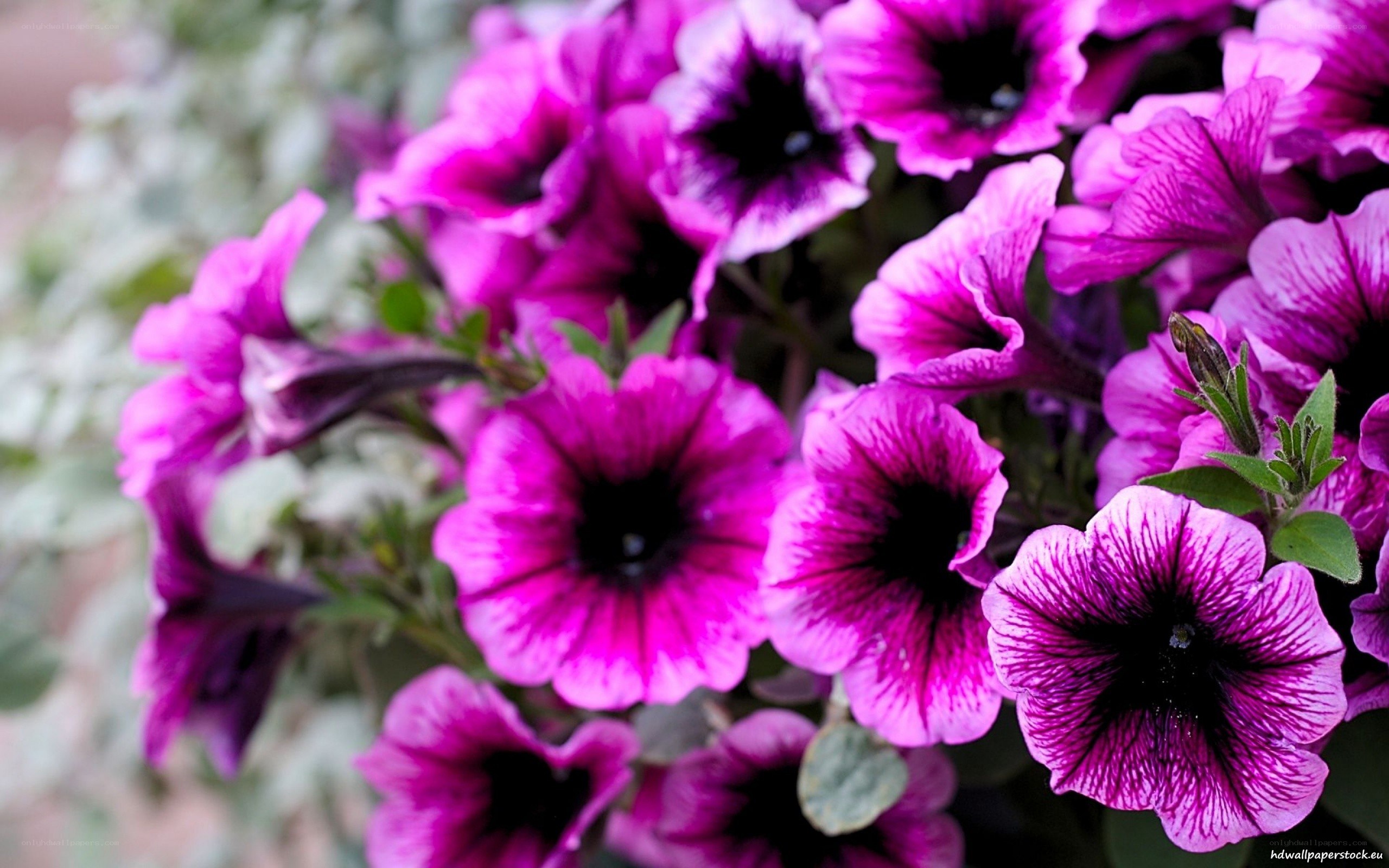 purple petunia flowers