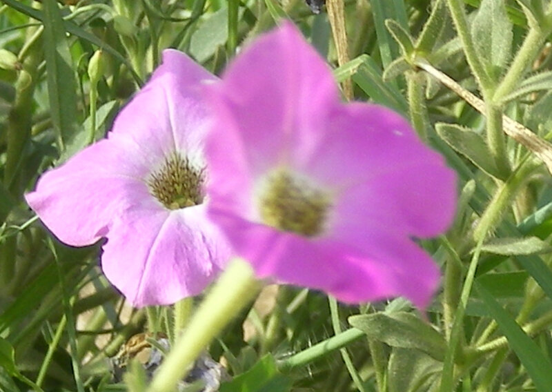 purple petunia flowers