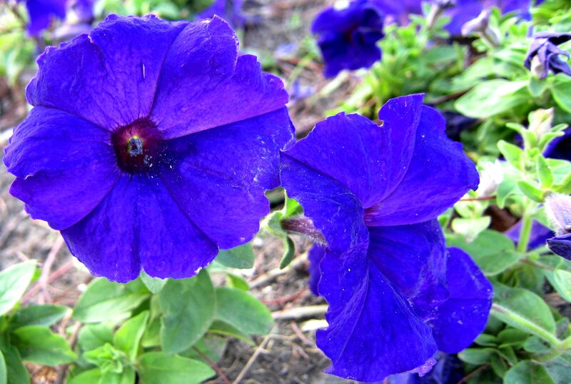 Purple Petunia Flowers — Blue