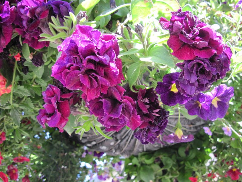 Purple Petunia Flowers — Bright, Afternoon