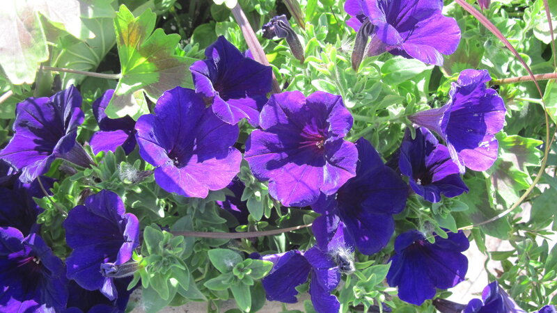 Purple Petunia Flowers — Bright