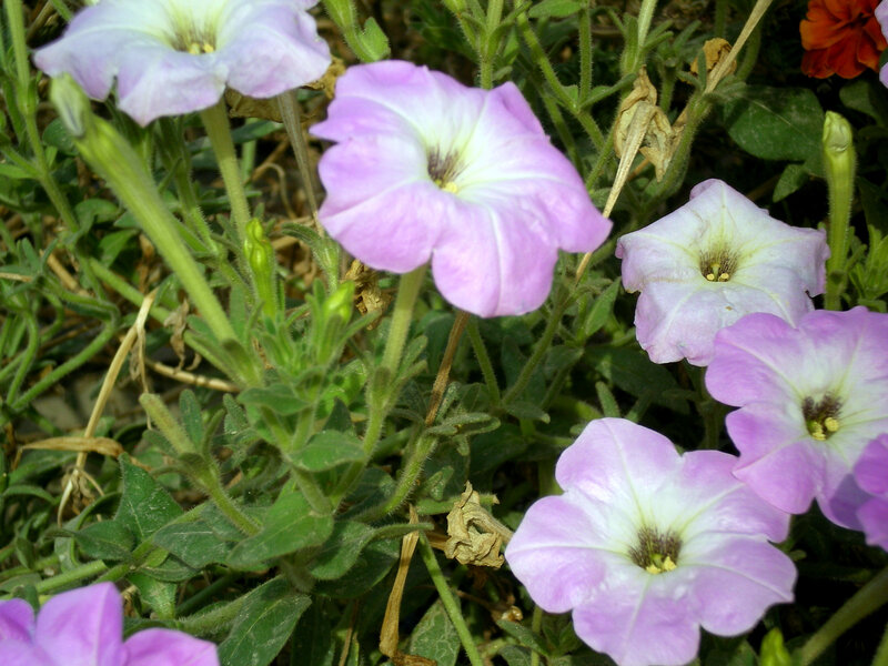 Purple Petunia Flowers — Calm, Afternoon, Photograph, Green Leaves, Flower Buds, Dried Leaf