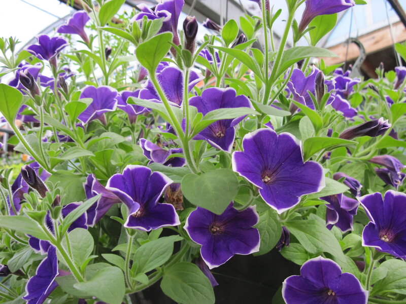 Purple Petunia Flowers — Calm, Afternoon, Photograph, Green Leaves, Flower Buds, Hanging Basket