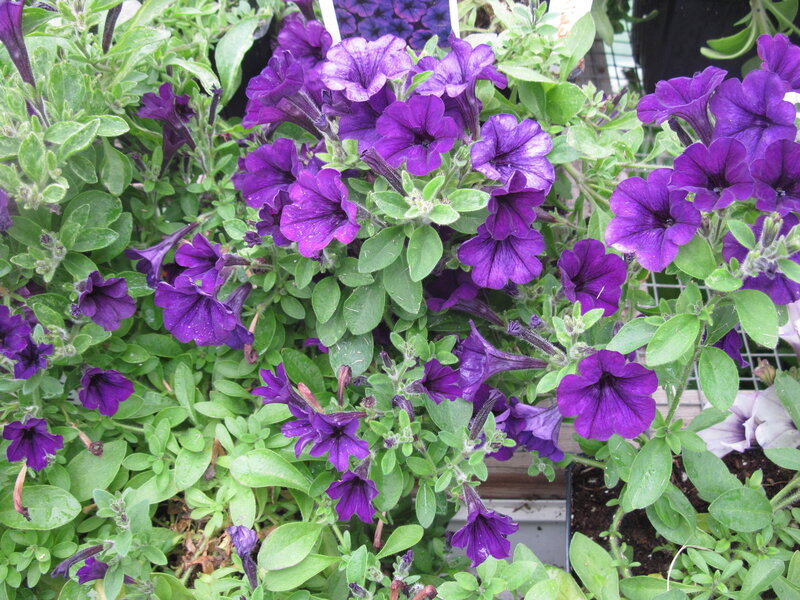 Purple Petunia Flowers — Calm, Afternoon, Photograph, Green Leaves, Flower Pots