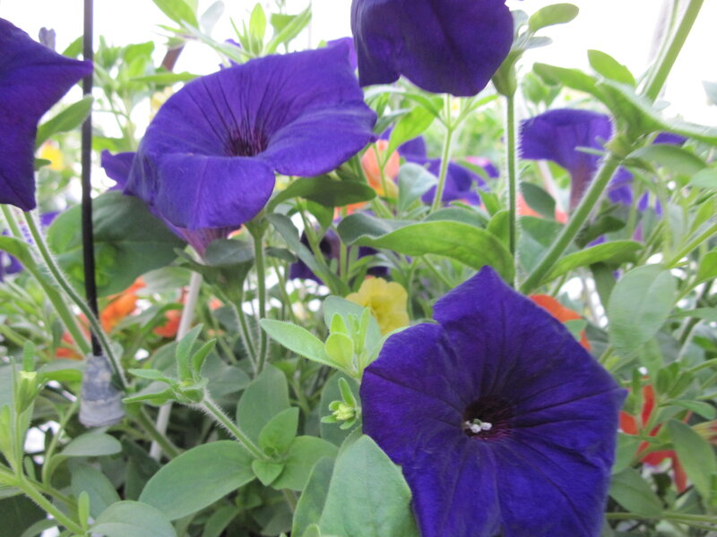 Purple Petunia Flowers — Calm, Afternoon, Photograph, Green Leaves, Yellow Flower