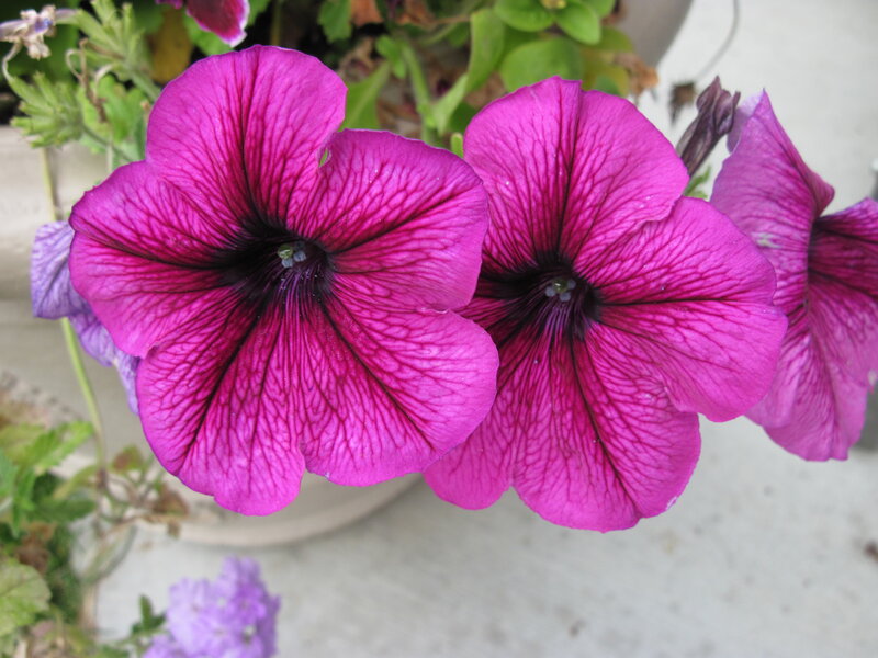 Purple Petunia Flowers — Calm, Afternoon, Photograph, Leaves, Pot