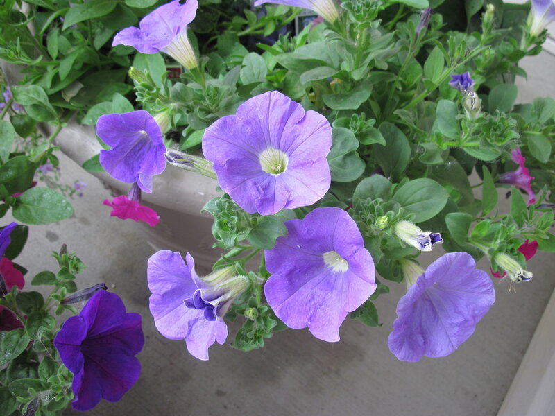 Purple Petunia Flowers — Calm, Afternoon, Photograph