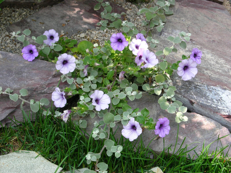 Purple Petunia Flowers — Calm, Afternoon