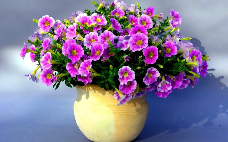 Purple Petunia Flowers — Calm, Photograph, Flower Pot
