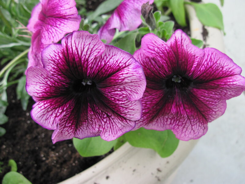 Purple Petunia Flowers — Calm, Photograph, Green Leaves, Flower Pot, Soil