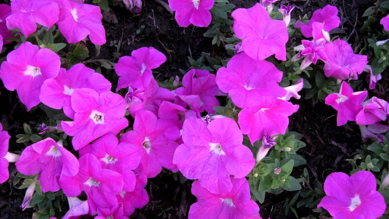 Purple Petunia Flowers — Calm, Photograph, Leaves