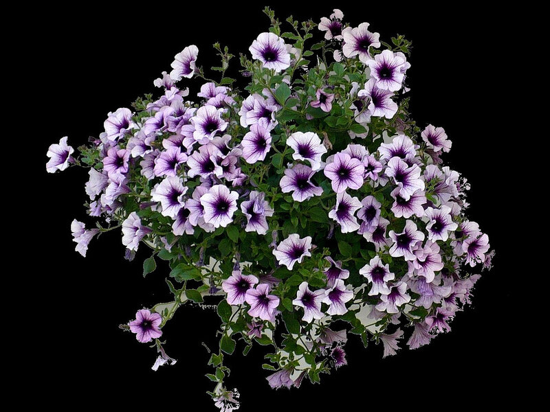 Purple Petunia Flowers — Calm, Photograph