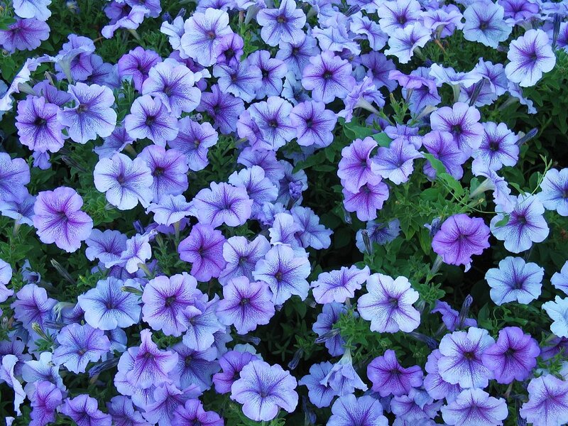 Purple Petunia Flowers — Calm, Summer