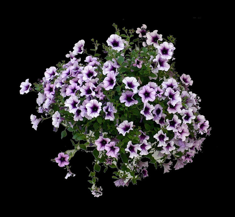 Purple Petunia Flowers — Calm