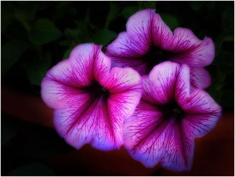 Purple Petunia Flowers — Dramatic
