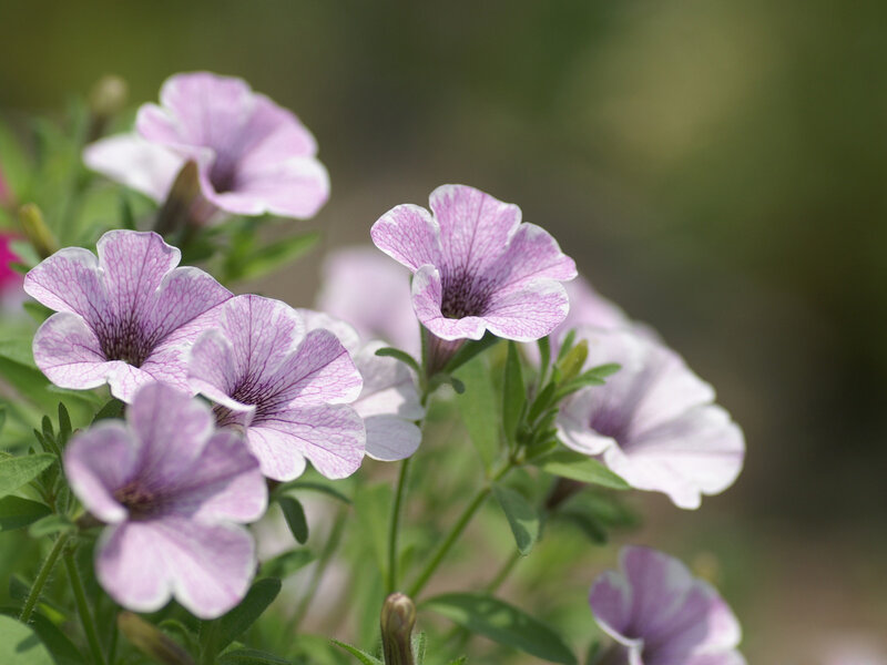 Purple petunia flowers in bloom