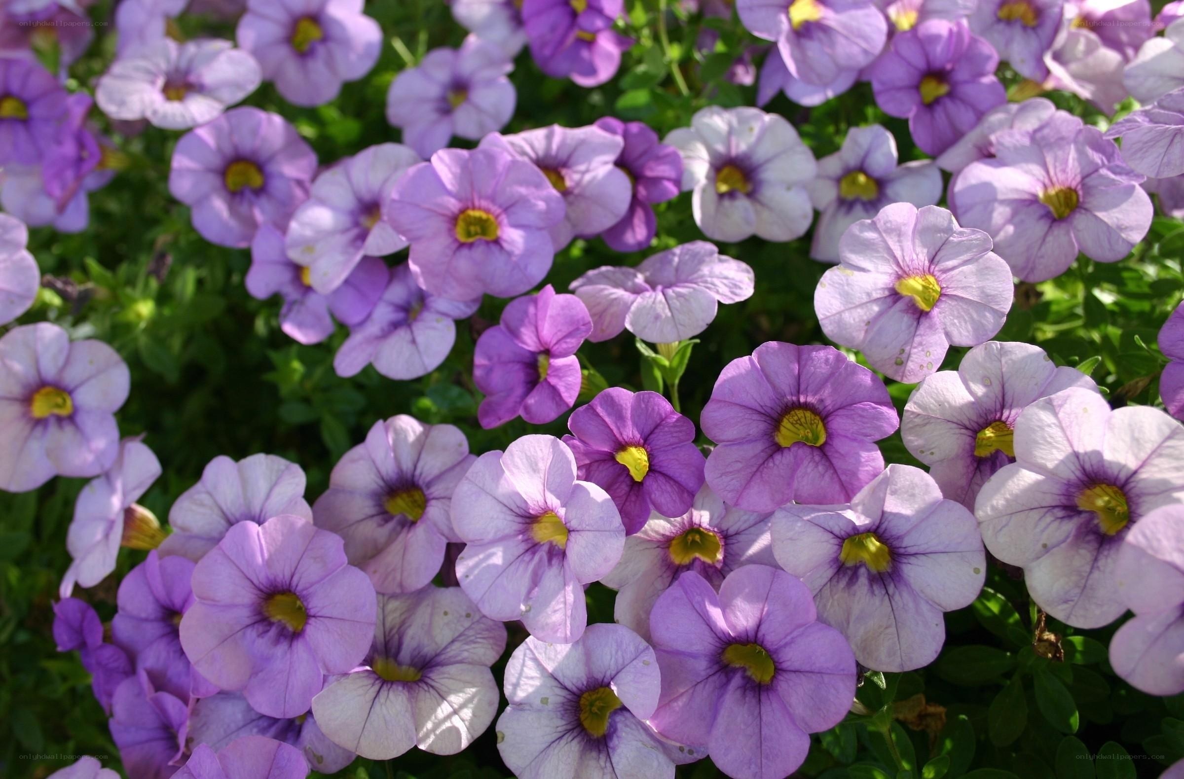 purple petunia flowers in bloom