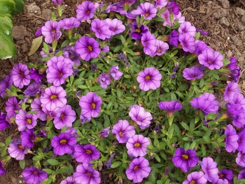 purple petunia flowers in garden