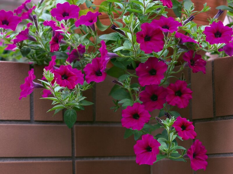 Purple Petunia Flowers — Magenta, Calm, Photograph