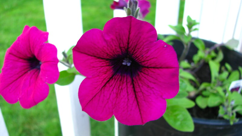 Purple Petunia Flowers — Magenta, Calm