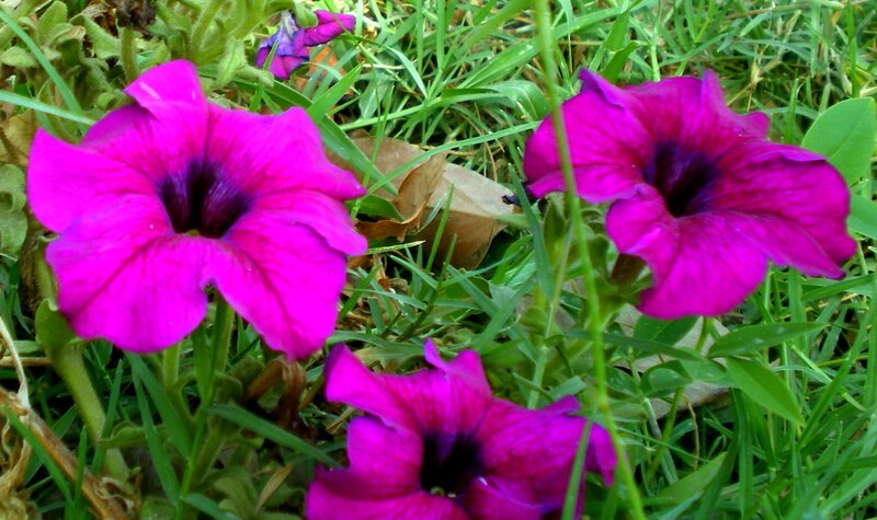 Purple Petunia Flowers — Magenta, Natural