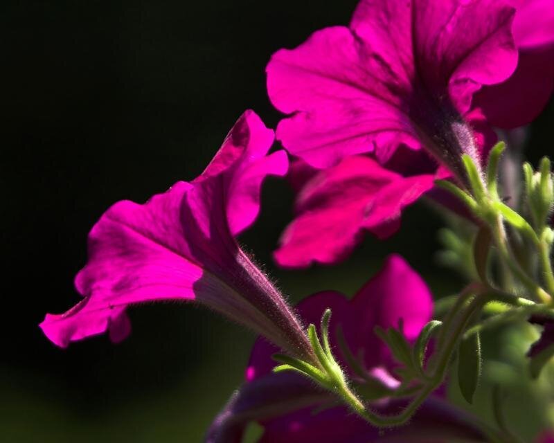 Purple Petunia Flowers — Magenta