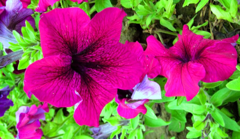 Purple Petunia Flowers — Magenta, Vibrant