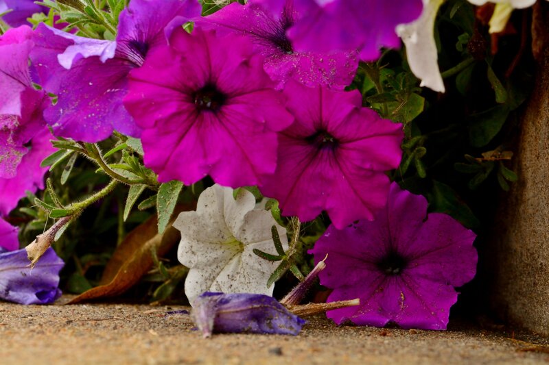 Purple Petunia Flowers — Natural, Afternoon, Photograph
