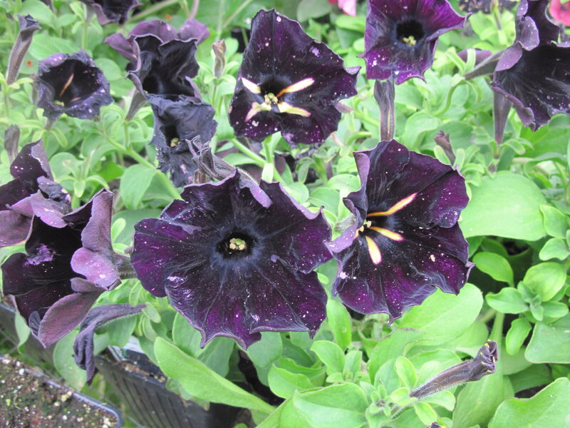 Purple Petunia Flowers — Natural, Afternoon