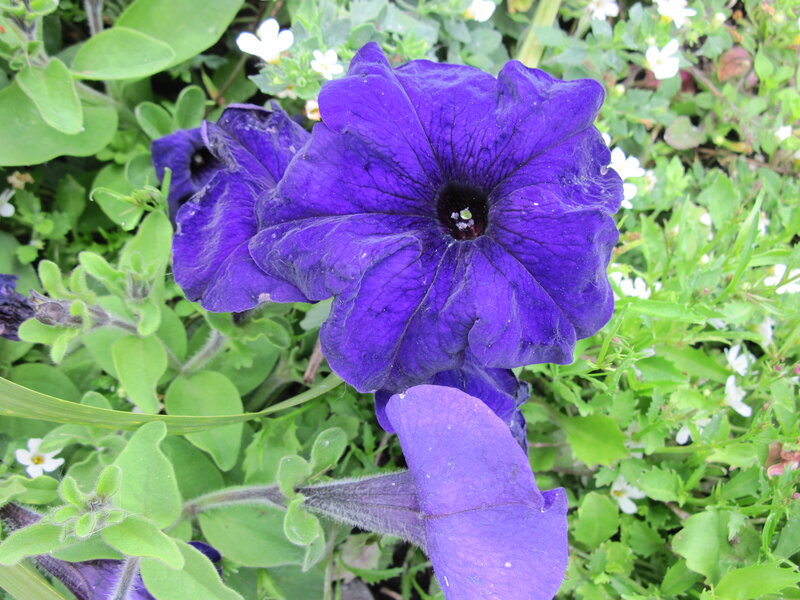 Purple Petunia Flowers — Natural, Summer