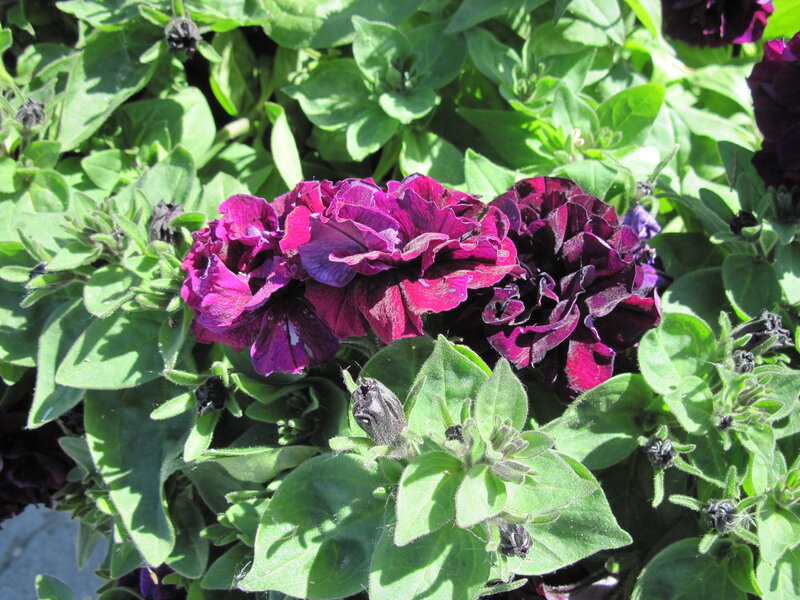 Purple Petunia Flowers — Natural