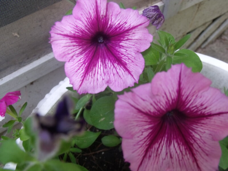 Purple Petunia Flowers — Pink, Calm, Afternoon