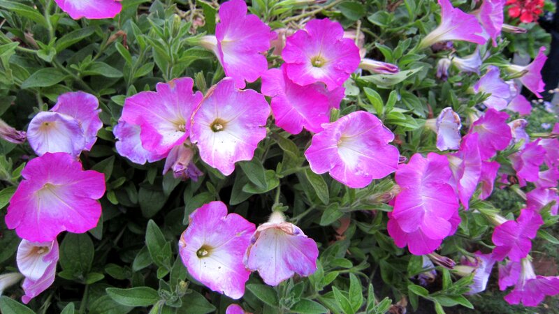 Purple Petunia Flowers — Pink, Calm