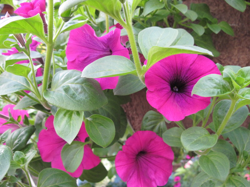 Purple Petunia Flowers — Pink