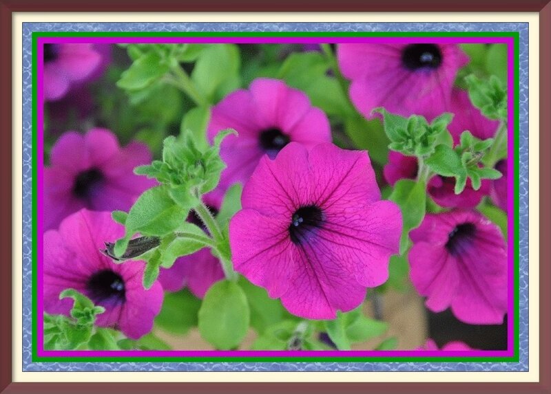 Purple Petunia Flowers — Pink, Vibrant