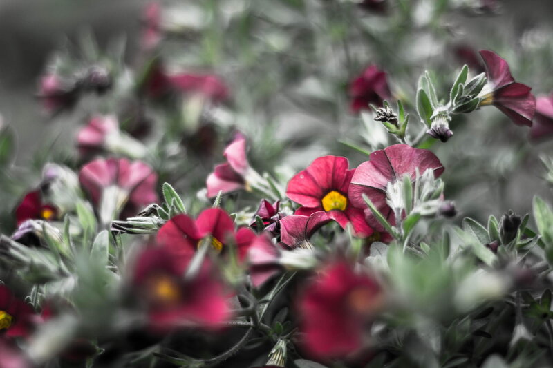 Purple Petunia Flowers — Red