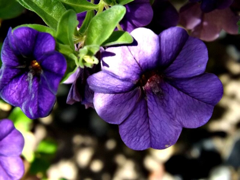 Purple Petunia Flowers — Serene, Afternoon, Photograph
