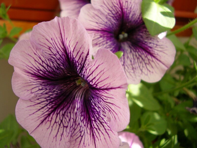 Purple Petunia Flowers — Serene, Afternoon