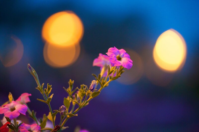 Purple Petunia Flowers — Serene, Night