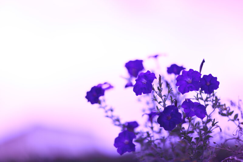 Purple Petunia Flowers — Serene, Sunset