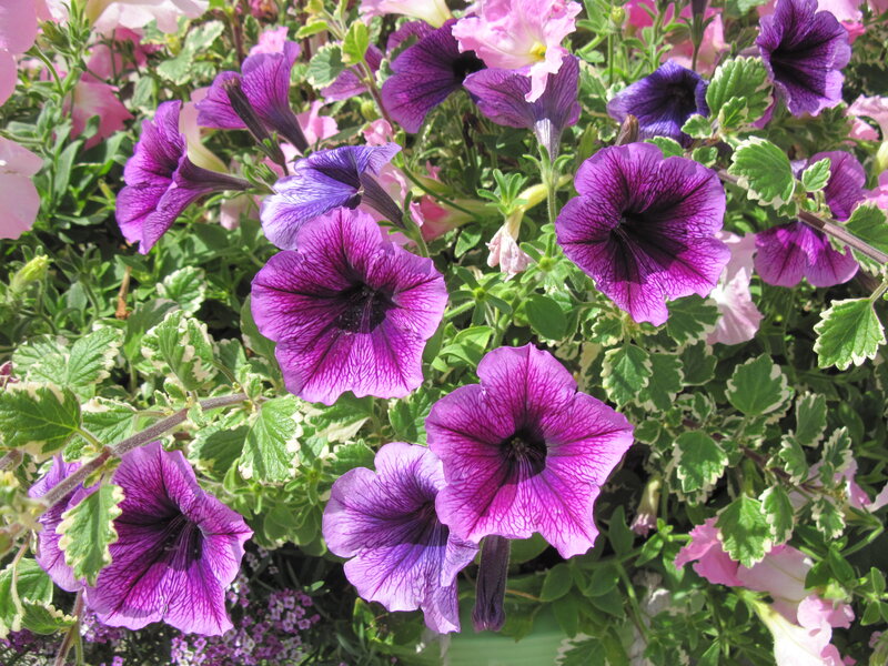 Purple Petunia Flowers — Vibrant, Afternoon, Photograph, Green Leaves, Pink Flowers, Sunlight