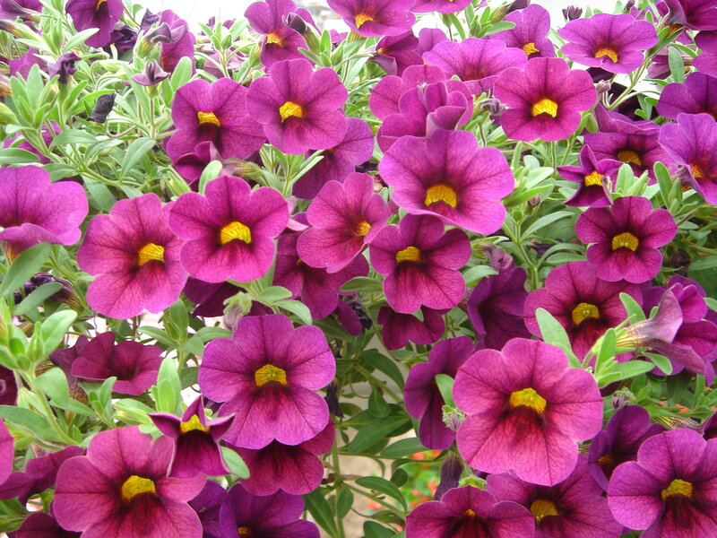 Purple Petunia Flowers — Vibrant, Afternoon, Photograph, Green Leaves, Yellow Centers, Green