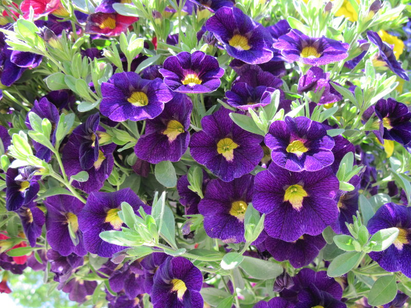 Purple Petunia Flowers — Vibrant, Afternoon, Photograph, Green Leaves, Yellow Centers