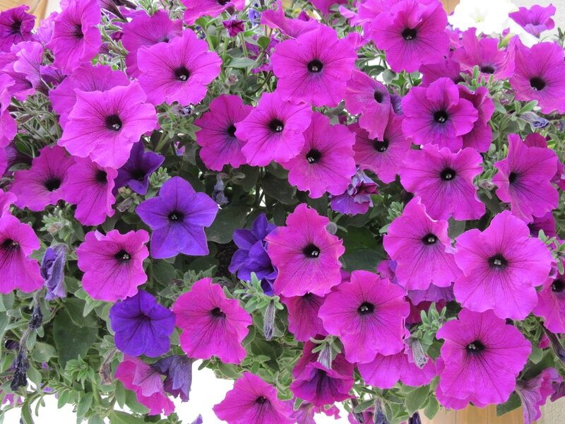 Purple Petunia Flowers — Vibrant, Afternoon, Photograph