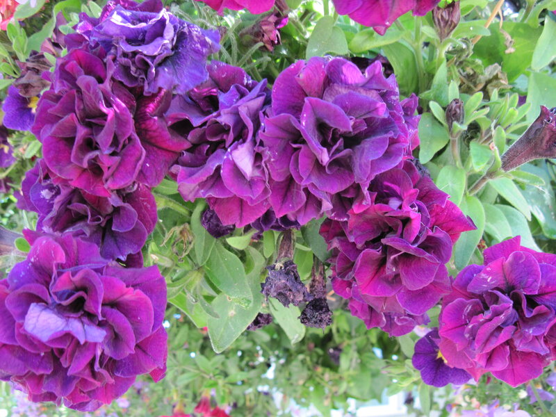 Purple Petunia Flowers — Vibrant, Afternoon