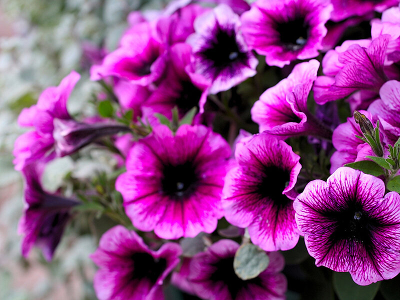 Purple Petunia Flowers — Vibrant, Photograph, Leaves